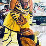 woman, dog, golden_retriever, costume, bee_costume, yellow, black, pet, animal, human, smiling, indoor, garage, playful, affection, friendship, cute, dress, wings, headband