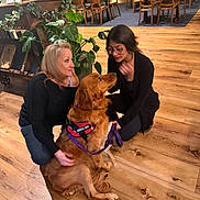 Daisy Mae is registered to the contest to win money with this photo: dog, golden_retriever, service_dog, woman, people, indoor, wooden_floor, plant, table, chair, glasses, black_clothing, kneeling, pet, interaction, friendly, leash, casual, smiling, home