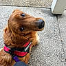 dog, golden_retriever, service_dog, pet, animal, canine, outdoor, concrete, harness, leash, close_up, looking_up, resting, brown_fur, friendly, companion, sidewalk, paw, post, person