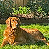 golden_retriever, dog, grass, backyard, sunlight, outdoor, pet, canine, nature, fence, plants, leafy, relaxing, animal, summer, resting, mammal, fur, domestic_animal, sunny