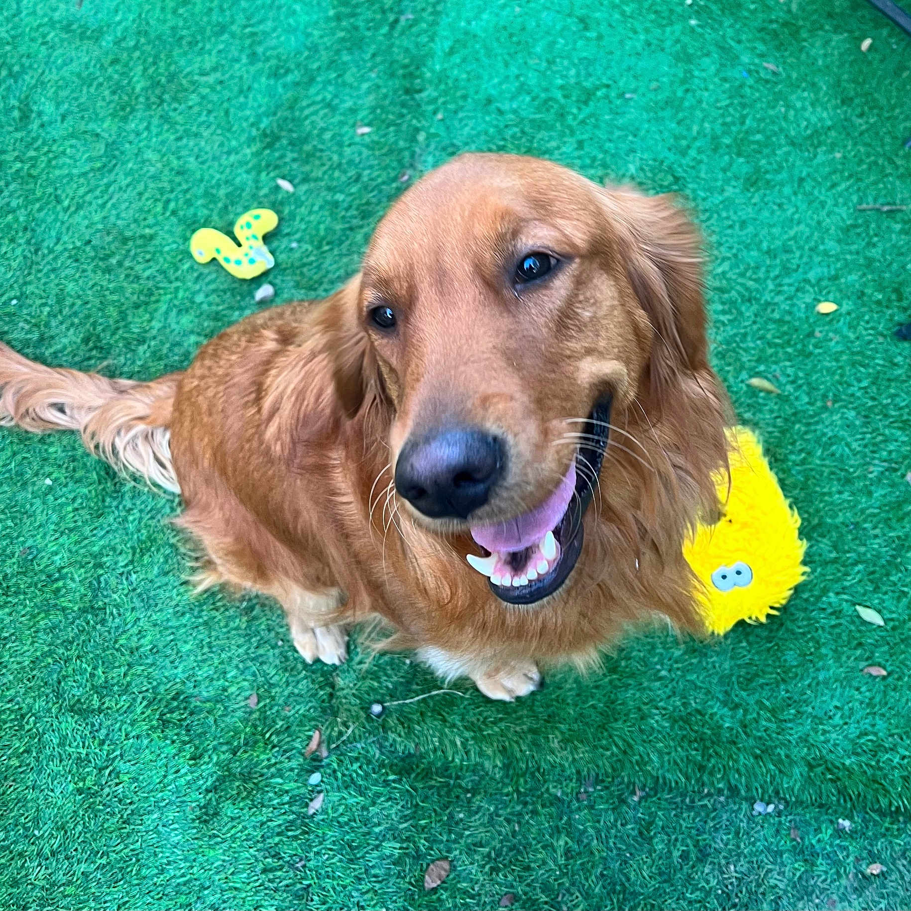 Daisy Mae joined the competition — help win amazing prizes! dog, golden_retriever, pet, smiling, happy, tongue_out, toy, yellow_toy, grass, outdoor, animal, canine, playful, fur, tail, sitting, closeup, cute, companion, friendly