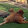 dog, golden_retriever, two_dogs, outdoor, grass, pet, animal, laying_down, back_to_back, sunlight, yard, fence, toy, relaxing, companion, canine, nature, resting, friendship, summer