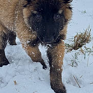 Asko participe au concours pour gagner de l'argent avec cette photo : adorable, animal, closeup, cold, curious, cute, dog, front_view, fur, grass, mammal, nature, outdoor, pets, playful, puppy, snow, walking, winter, young