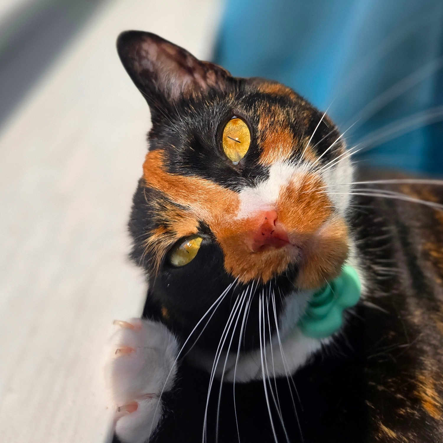 Bugsy Asui Picasso joined the competition — help win amazing prizes! abyssinian, animal, blackcat, bodypart, cat, hardwood, kitten, manx, mouth, person, pet, rat, rodent, snout, wood