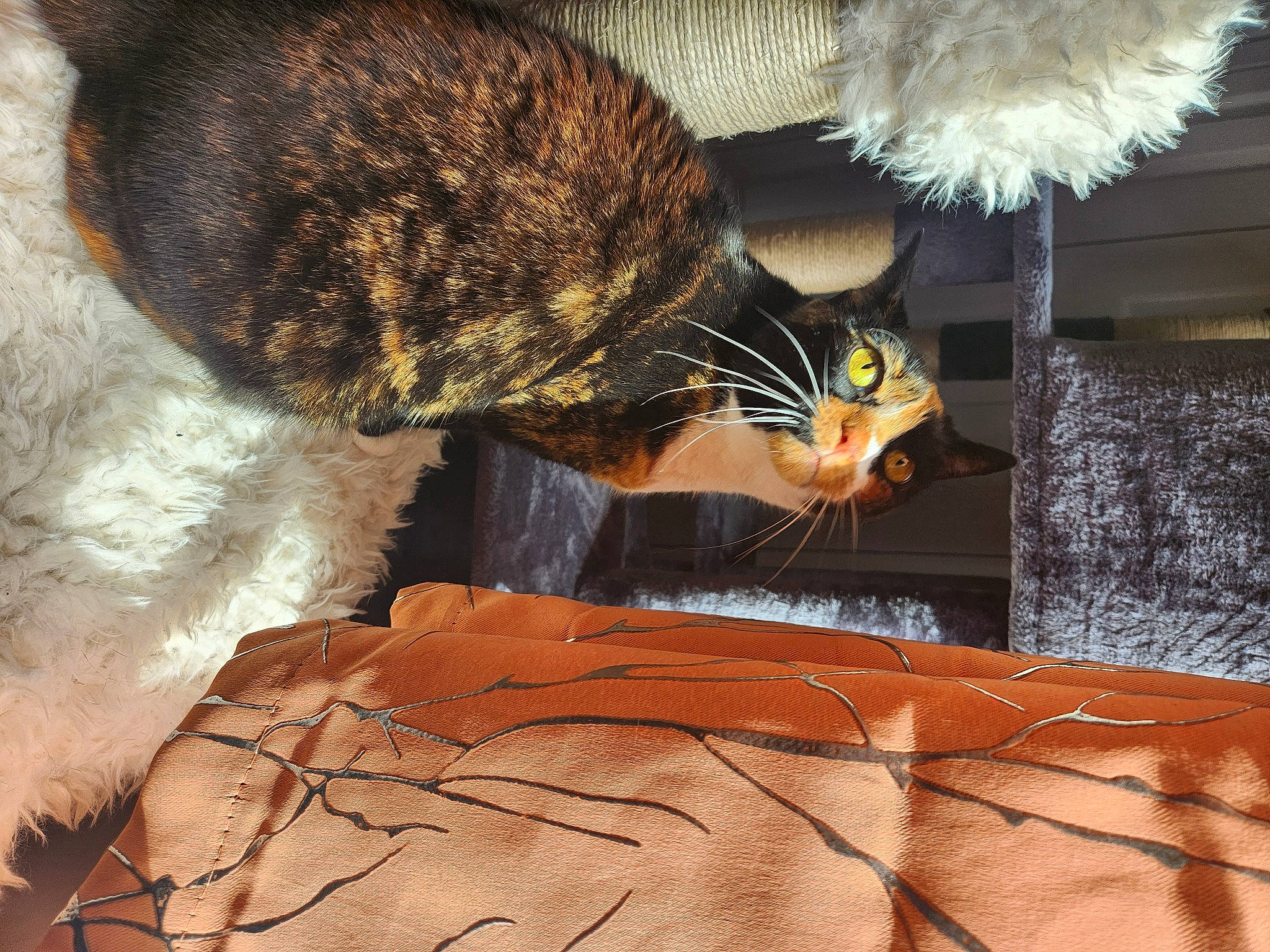 Bugsy Asui Picasso is registered to the contest to win money with this photo: beak, carnivore, cat, claw, comfort, feather, felidae, flightless_bird, fur, organism, small_to_medium_sized_cats, tail, terrestrial_animal, tints_and_shades, vertebrate, whiskers, wildlife, wood