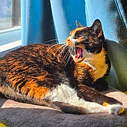 Bugsy Asui Picasso is registered to the contest to win money with this photo: abyssinian, animal, bodypart, cat, chair, couch, cushion, face, furniture, head, homedecor, kitten, manx, mouth, person, pet, photography, portrait, teeth, tongue