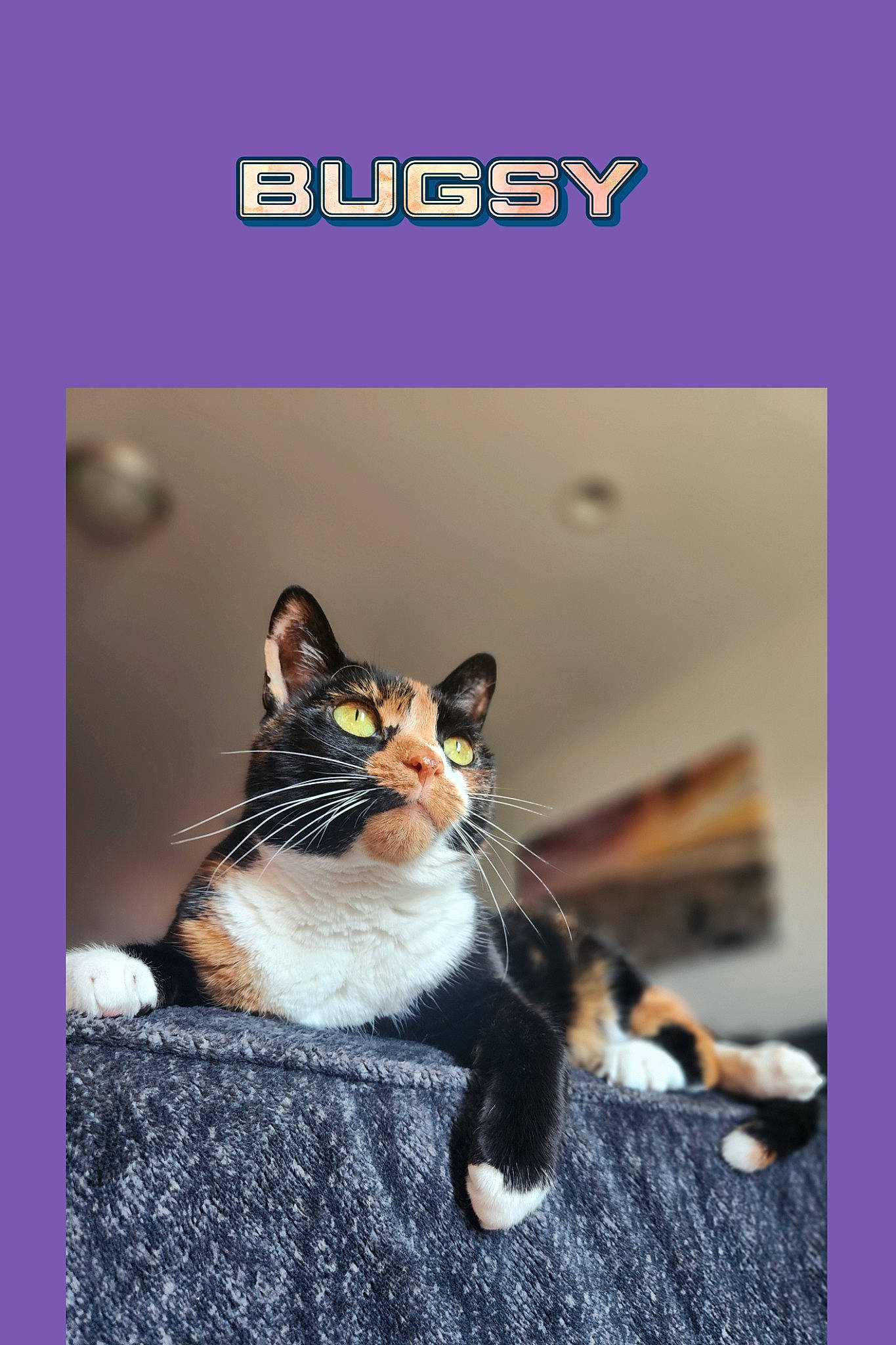Bugsy Asui Picasso joined the competition — help win amazing prizes! advertising, brand, carnivore, cat, cat_supply, comfort, domestic_short_haired_cat, felidae, font, fur, internet_meme, logo, paw, photo_caption, rectangle, sitting, small_to_medium_sized_cats, tail, terrestrial_animal, whiskers