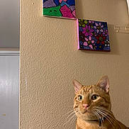 Gato is registered to the contest to win money with this photo: animal, art, beige_wall, cat, collar, colorful, curious, domestic_cat, feline, flower_painting, ginger_cat, house_pet, indoor, mountain_painting, painting, pet, portrait, tabby, wall, whiskers