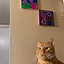 animal, art, beige_wall, cat, collar, colorful, curious, domestic_cat, feline, flower_painting, ginger_cat, house_pet, indoor, mountain_painting, painting, pet, portrait, tabby, wall, whiskers