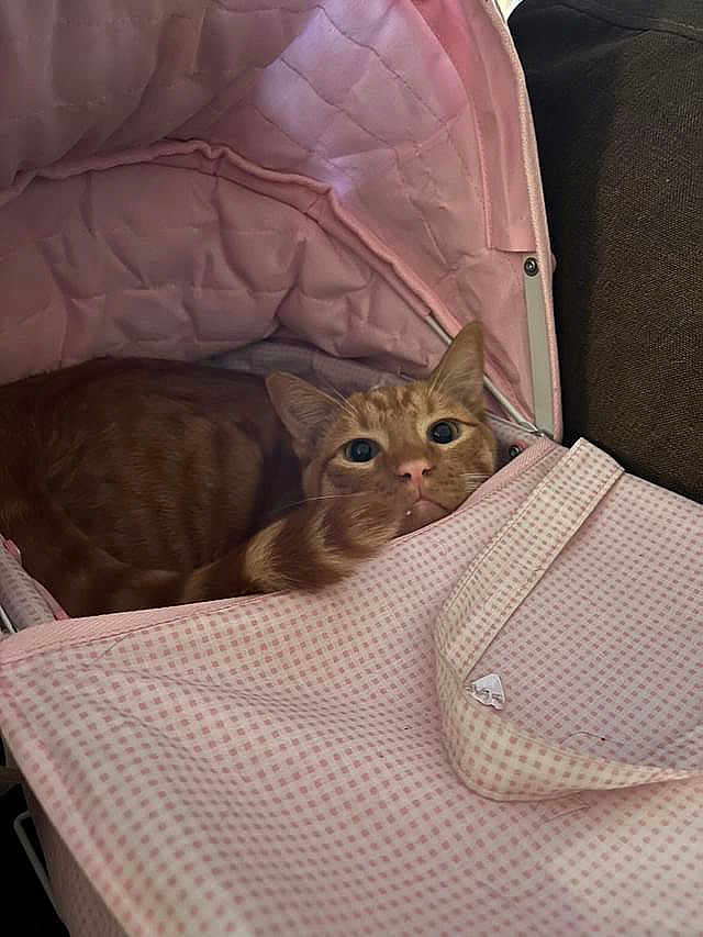Gato