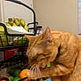 bananas, cat, collar, cute, domestic_cat, feline, food, fruit_basket, fur, grooming, household, indoor, kitchen, limes, orange, orange_tabby, paw, pet, table, whiskers