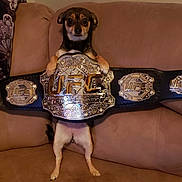 Nikki is registered to the contest to win money with this photo: animal, belt, brown_couch, championship_belt, couch, cute, dog, ears, face, fighting_champion, funny, fur, home, indoor, paws, pet, small_dog, standing, tiny, ufc