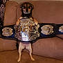 animal, belt, brown_couch, championship_belt, couch, cute, dog, ears, face, fighting_champion, funny, fur, home, indoor, paws, pet, small_dog, standing, tiny, ufc