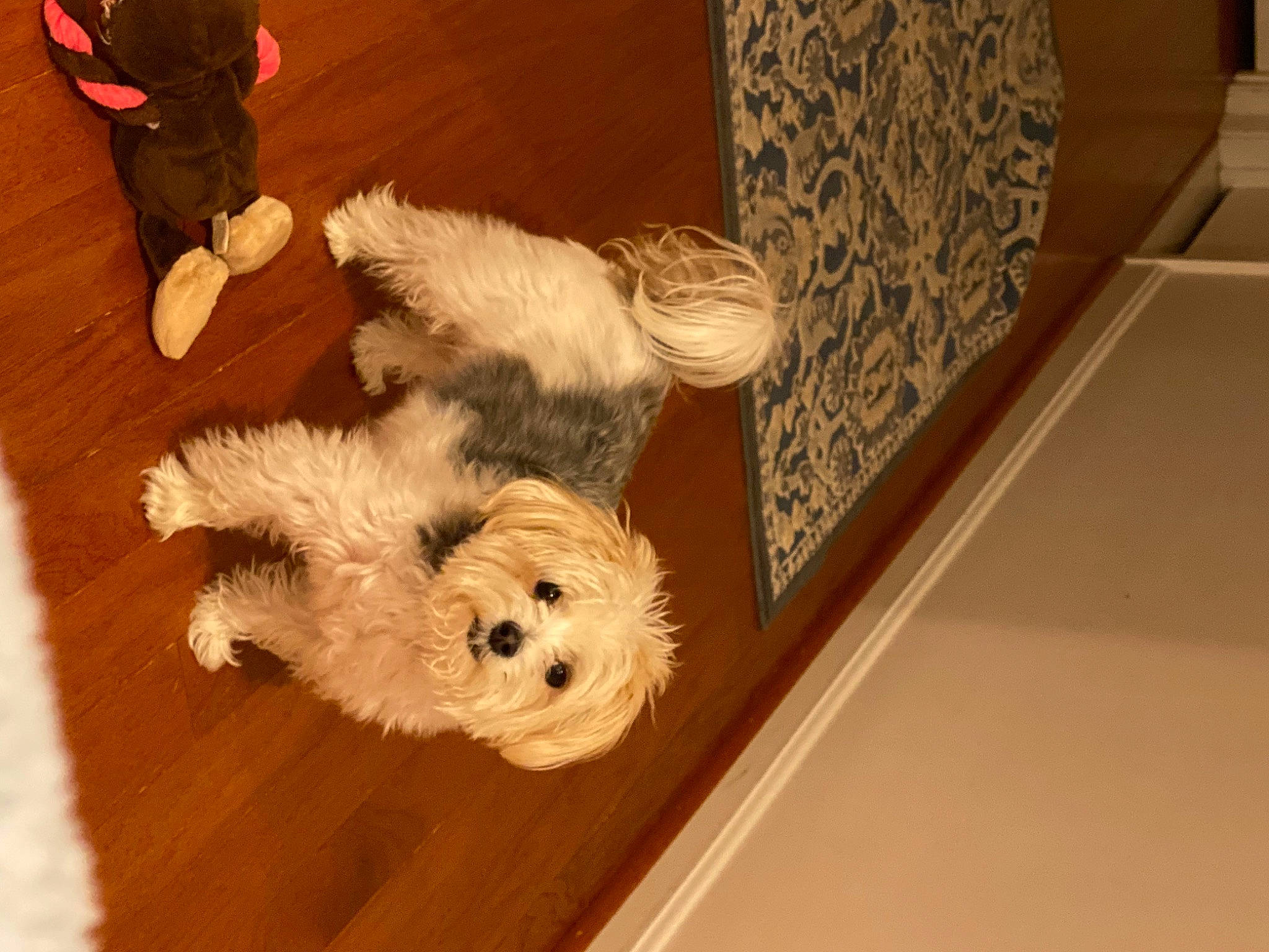 Bailey joined the competition — help win amazing prizes! canidae, carnivore, cavachon, cockapoo, companion_dog, dog, dog_breed, flooring, fur, glen_of_imaal_terrier, hardwood, havanese, maltese, morkie, puppy, schnoodle, sporting_lucas_terrier, terrier, toy_dog, west_highland_white_terrier