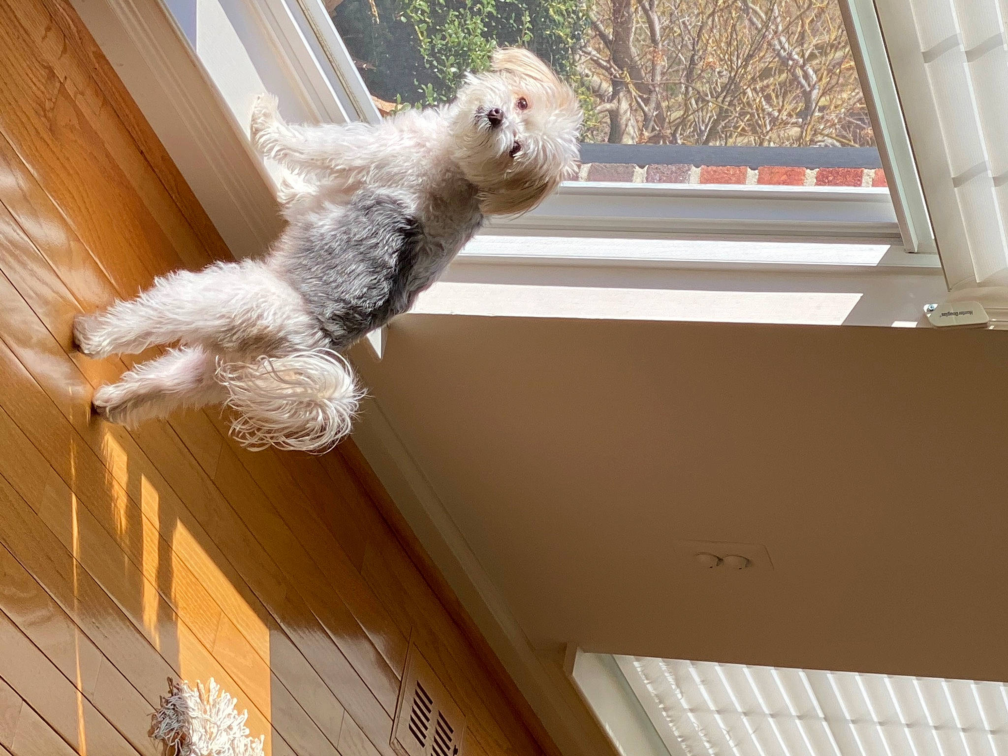 Bailey joined the competition — help win amazing prizes! carnivore, cat, felidae, small_to_medium_sized_cats, tail, window