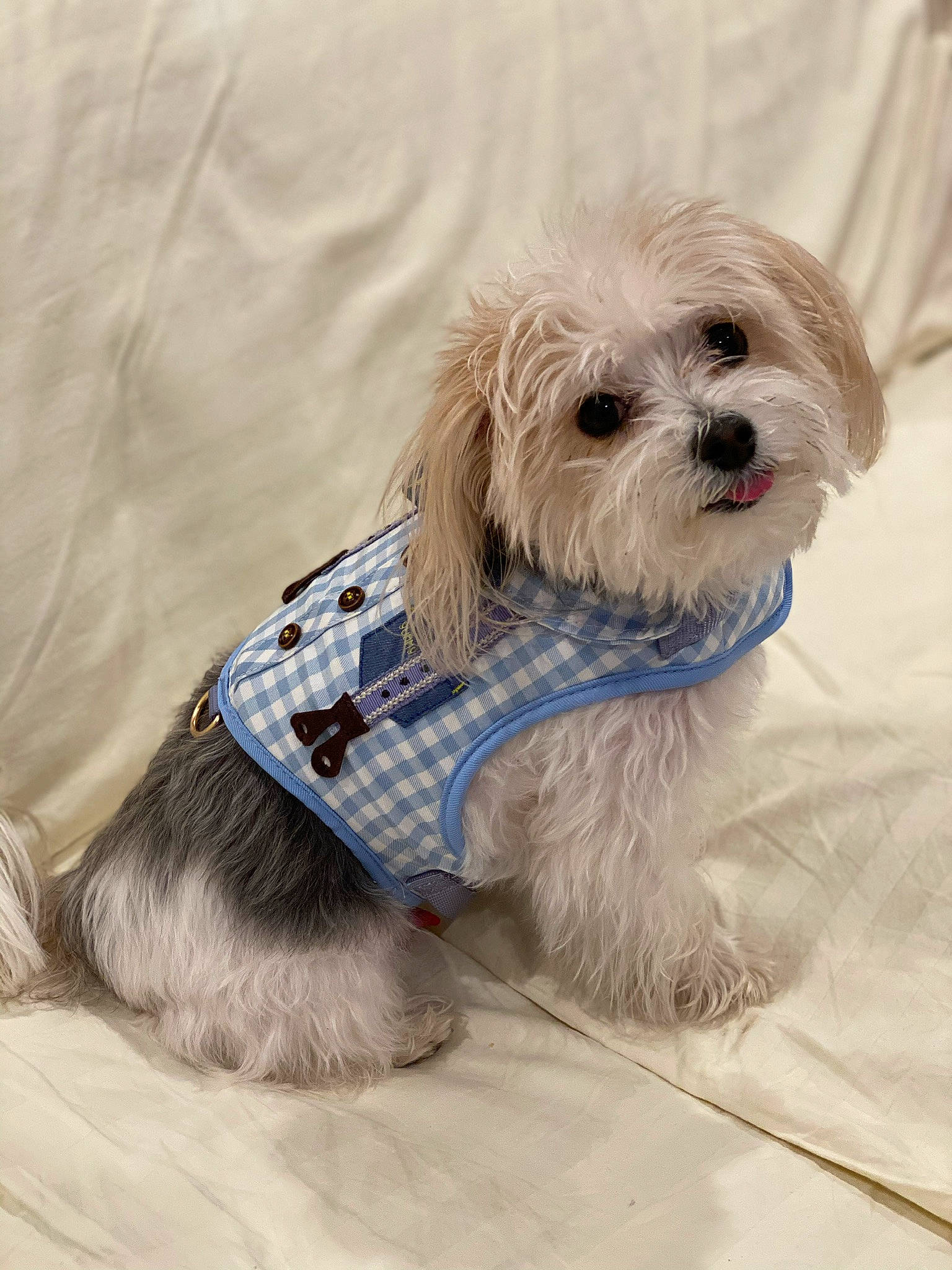 Bailey is registered to the contest to win money with this photo: canidae, carnivore, chinese_imperial_dog, companion_dog, dog, dog_breed, dog_clothes, havanese, kyi_leo, lhasa_apso, lowchen, maltepoo, maltese, mammal, morkie, puppy, rare_breed_dog, schnoodle, shih_tzu, snout