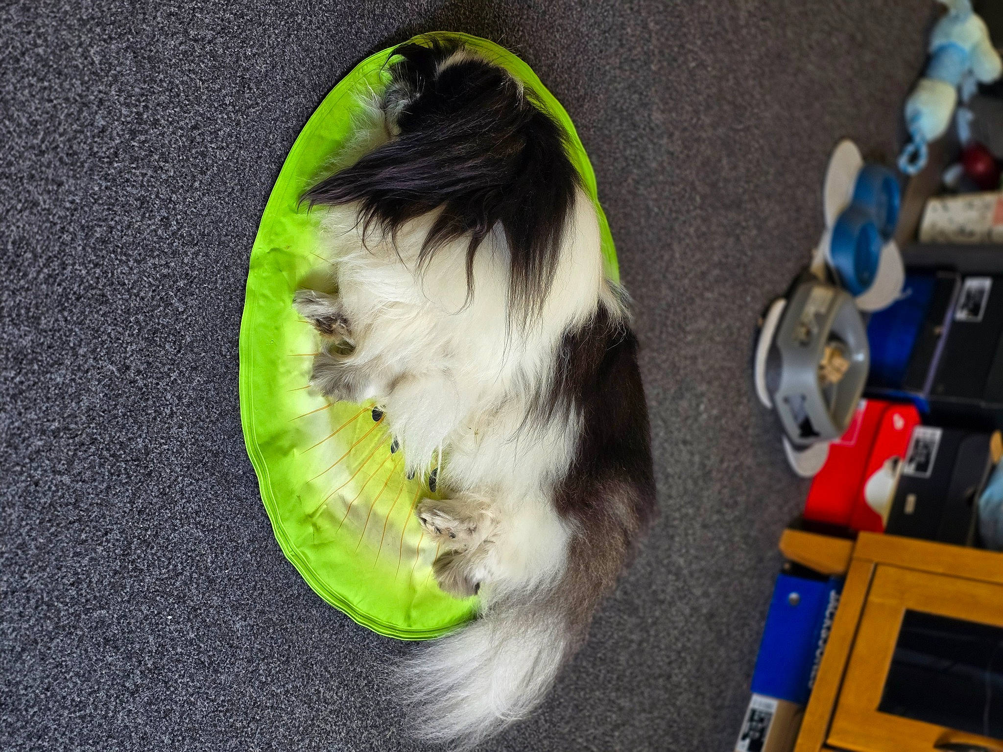 Henry joined the competition — help win amazing prizes! carnivore, cat, claw, companion_dog, dog_breed, domestic_short_haired_cat, fashion_accessory, feather, felidae, fur, machine, office_supplies, paw, pet_supply, rodent, small_to_medium_sized_cats, tail, vertebrate, whiskers