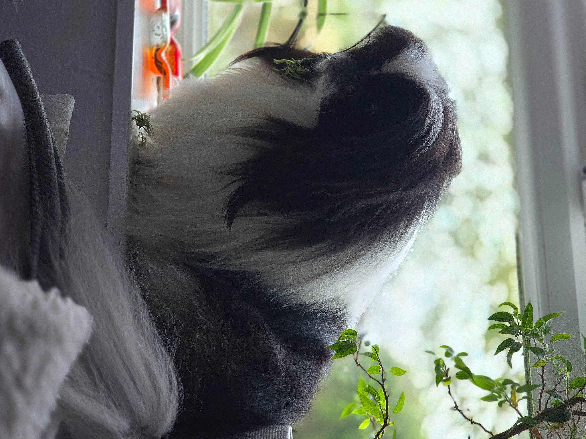 Henry joined the competition — help win amazing prizes! canidae, companion_dog, dog_breed, ear, eye, fawn, feather, felidae, fur, grass, plant, small_to_medium_sized_cats, snout, tail, terrestrial_animal, whiskers, wildlife, window