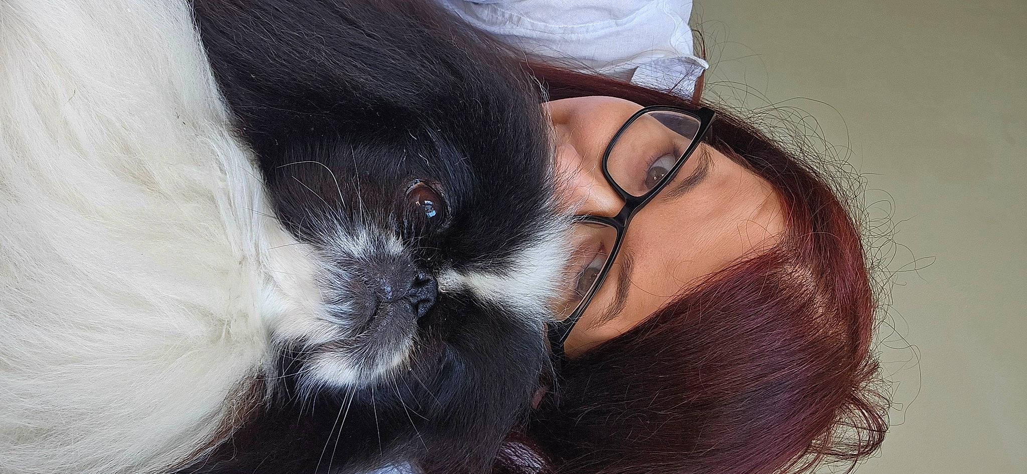Henry is registered to the contest to win money with this photo: black_hair, carnivore, close_up, comfort, companion_dog, dog, dog_breed, ear, eyelash, eyewear, glasses, happy, head, human_body, nose, skin, snout, vision_care, whiskers, working_animal