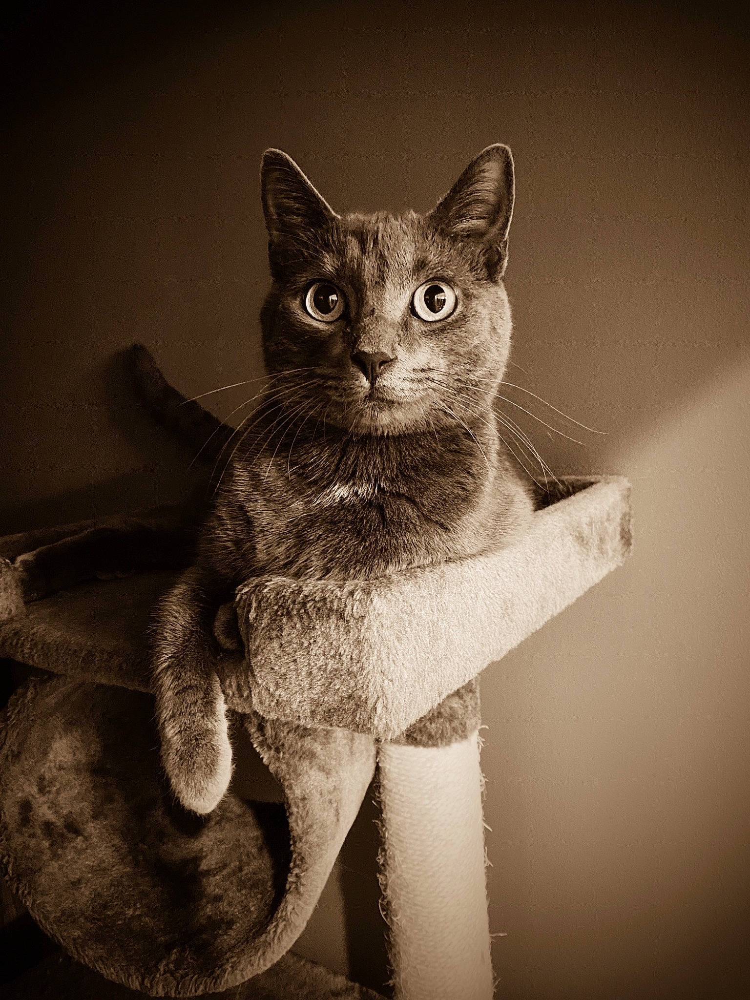 Miki joined the competition — help win amazing prizes! asian, black, black_and_white, burmese, carnivore, cat, domestic_short_haired_cat, ear, eye, felidae, kitten, monochrome, organ, photography, small_to_medium_sized_cats, snout, style, tail, whiskers