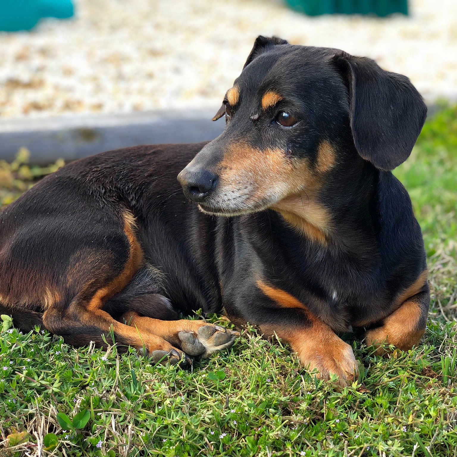 Roo joined the competition — help win amazing prizes! austrian_black_and_tan_hound, beauceron, black_and_tan_terrier, canidae, carnivore, dog, dog_breed, german_pinscher, hellenikos_ichnilatis, huntaway, hunting_dog, lithuanian_hound, mammal, pinscher, polish_hunting_dog, puppy, smaland_hound, snout, transylvanian_hound, vertebrate