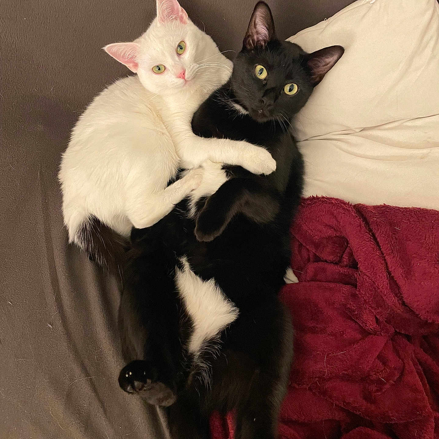Alba participe au concours pour gagner de l'argent avec cette photo : abyssinian, angora, animal, bed, bedroom, blackcat, blanket, cat, chair, couch, cushion, furniture, homedecor, indoors, kitten, manx, person, pet, room, siamese