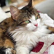 Lulu a rejoint le concours — aidez-le/la à gagner de superbes lots ! cat, fluffy, green_eyes, quilt, white_fur, brown_fur, black_fur, pet, domestic_animal, lying_down, close_up, indoor, cozy, relaxed, whiskers, soft_focus, animal_face, cute, feline, portrait