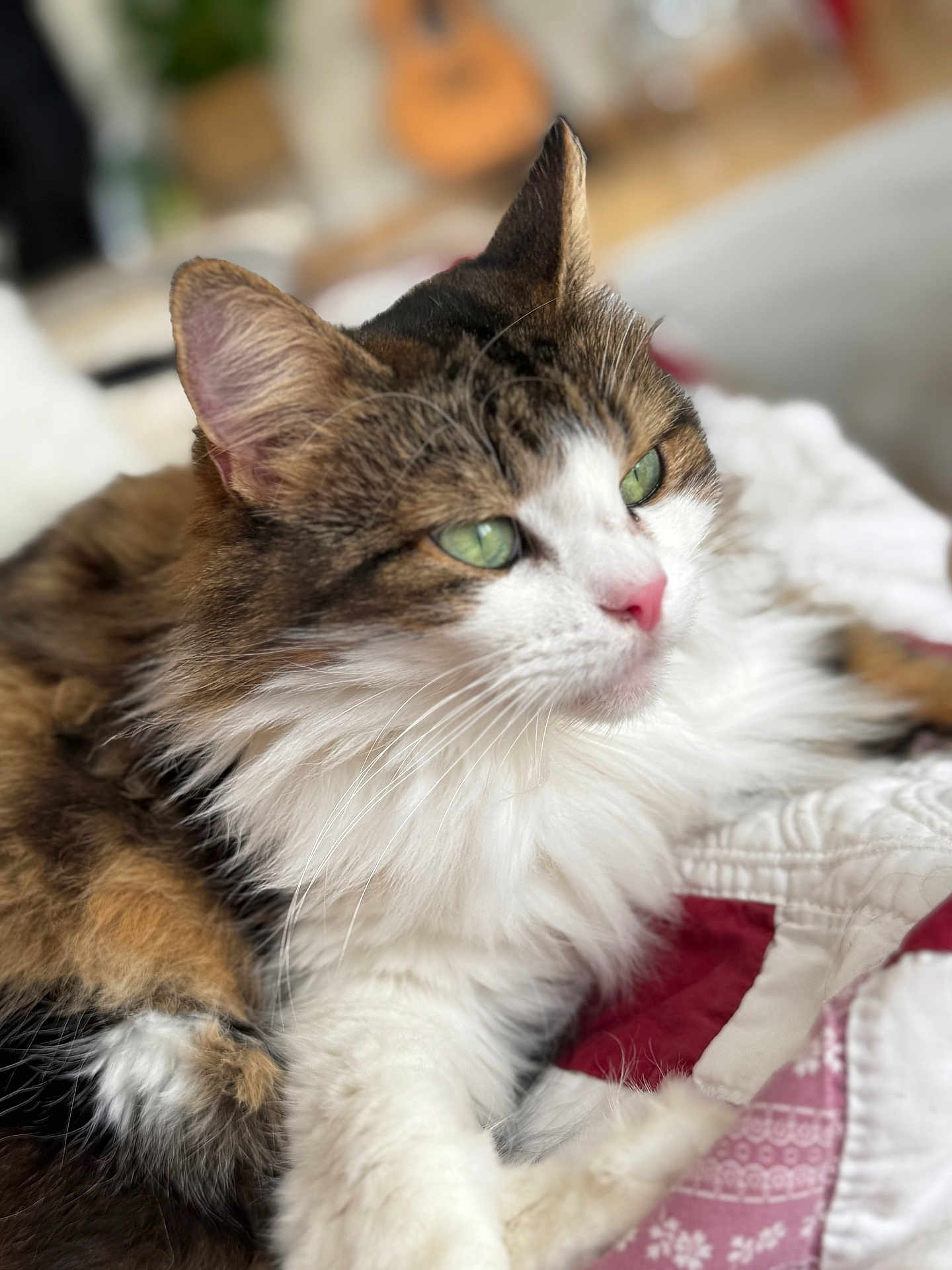 Lulu a rejoint le concours — aidez-le/la à gagner de superbes lots ! cat, fluffy, green_eyes, quilt, white_fur, brown_fur, black_fur, pet, domestic_animal, lying_down, close_up, indoor, cozy, relaxed, whiskers, soft_focus, animal_face, cute, feline, portrait