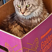 Ryo a rejoint le concours — aidez-le/la à gagner de superbes lots ! cat, tabby_cat, box, cardboard_box, indoor, floor, tiled_floor, washing_machine, purple, pineapple, pet, feline, curious, green_eyes, fur, animal, container, home, resting, side_view