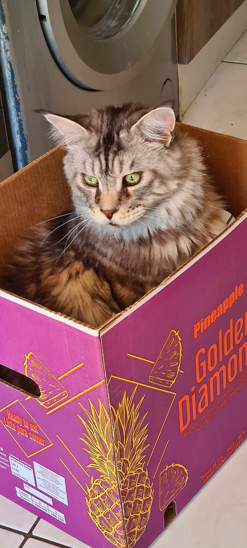 Ryo a rejoint le concours — aidez-le/la à gagner de superbes lots ! cat, tabby_cat, box, cardboard_box, indoor, floor, tiled_floor, washing_machine, purple, pineapple, pet, feline, curious, green_eyes, fur, animal, container, home, resting, side_view