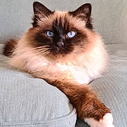 Edryss' a rejoint le concours — aidez-le/la à gagner de superbes lots ! cat, blue_eyes, fluffy, couch, pet, feline, relaxed, indoor, animal, mammal, whiskers, paw, fur, domestic_cat, resting, cute, portrait, front_view, soft_texture, cozy