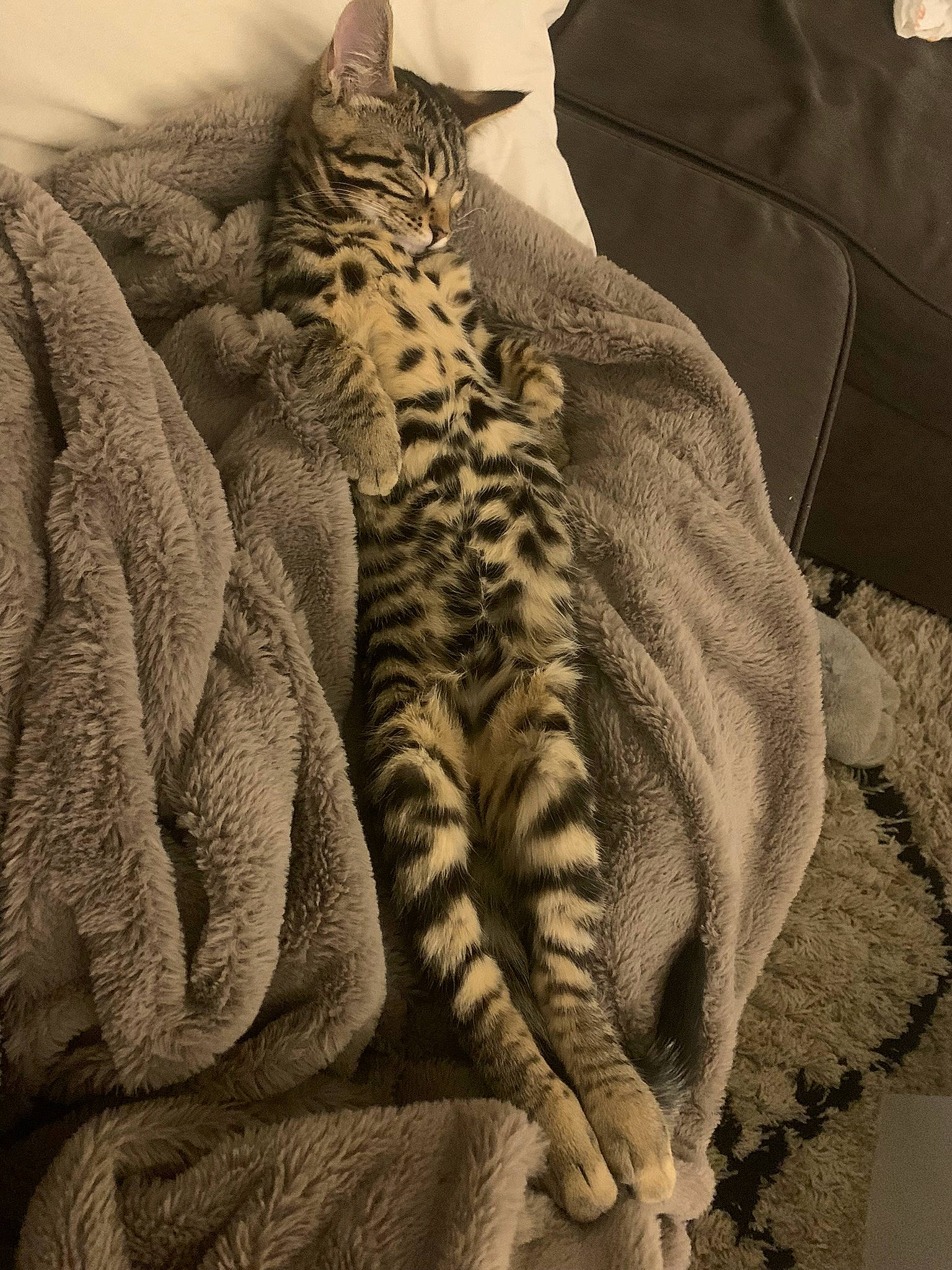 Tyga a rejoint le concours — aidez-le/la à gagner de superbes lots ! big_cats, carnivore, cat, comfort, domestic_short_haired_cat, fawn, felidae, fur, grey, leopard, linens, pattern, paw, sleeve, small_to_medium_sized_cats, snout, tail, terrestrial_animal, textile, whiskers