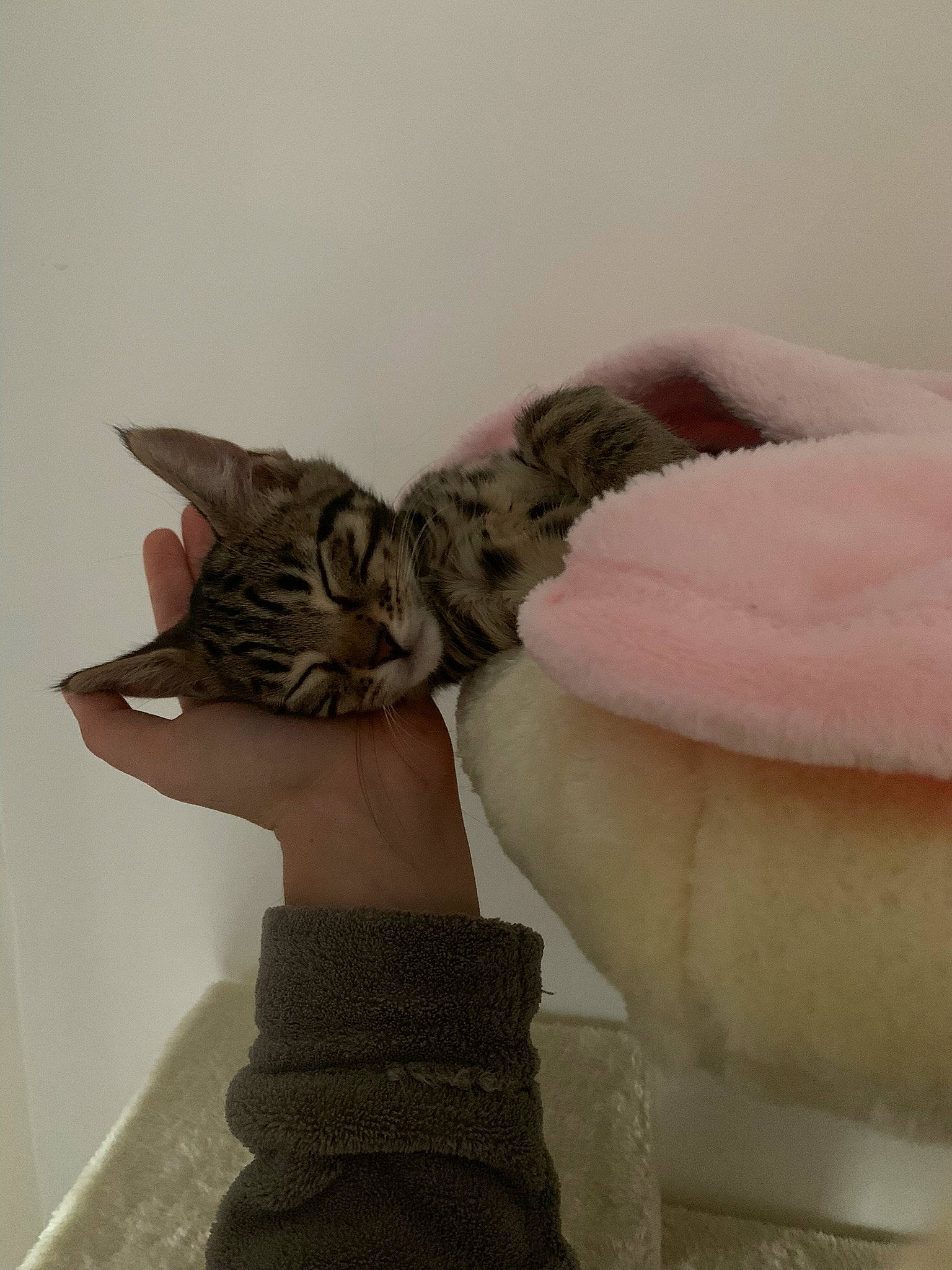 Tyga a rejoint le concours — aidez-le/la à gagner de superbes lots ! carnivore, cat, domestic_short_haired_cat, fashion_accessory, fawn, feather, felidae, fur, linens, paw, peach, small_to_medium_sized_cats, tail, whiskers, wing