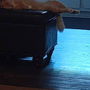 Sassy joined the competition — help win amazing prizes! animal, blue_light, cabinet, cat, cozy, dim_light, domestic, floor, furniture, home, indoor, orange_cat, ottoman, pet, quiet, relaxing, resting, sleeping, tail, wooden_floor