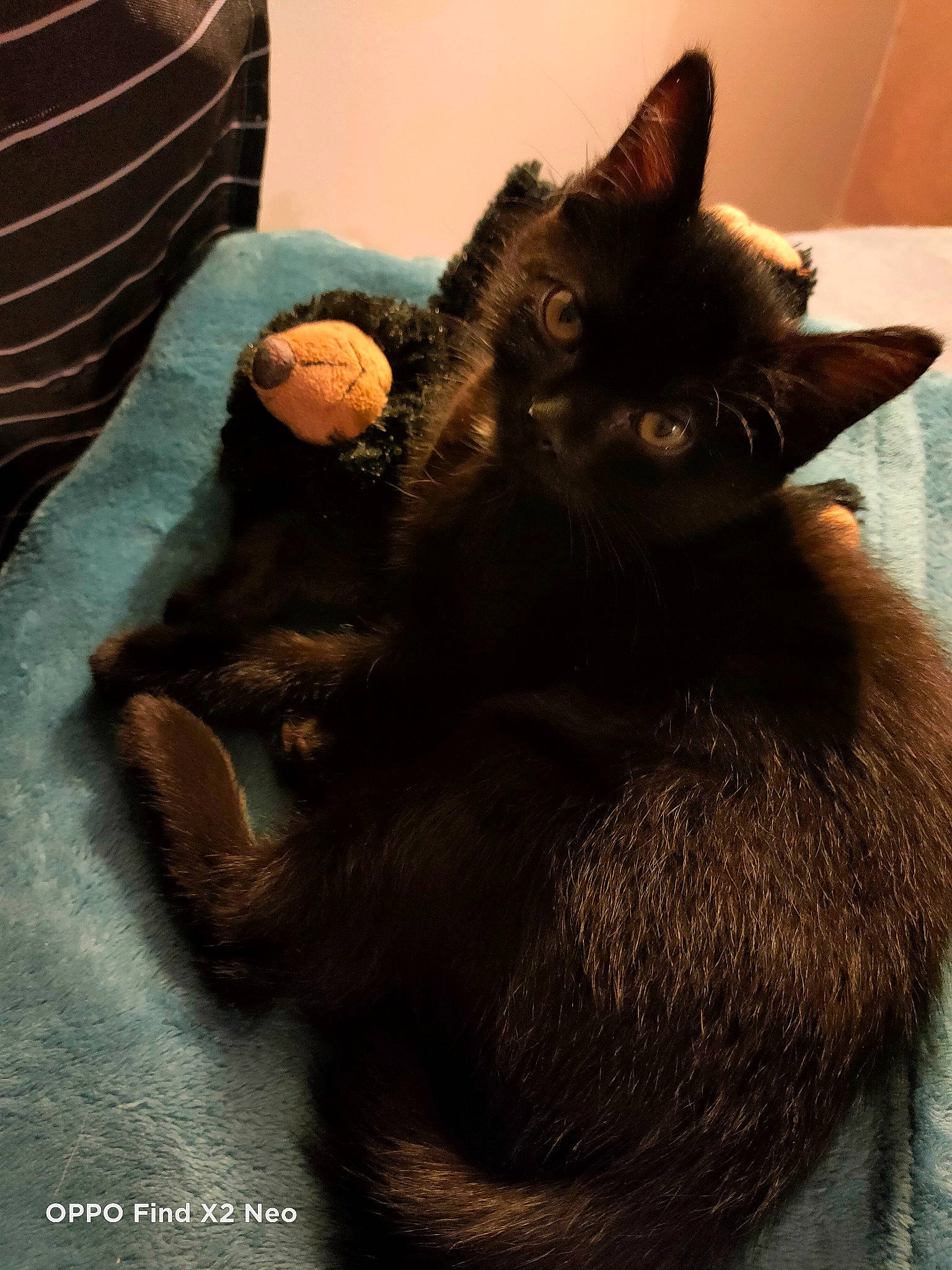 Sweety participe au concours pour gagner de l'argent avec cette photo : black_cat, bombay, carnivore, cat, cat_supply, claw, comfort, domestic_short_haired_cat, ear, felidae, fur, gesture, paw, small_to_medium_sized_cats, tail, terrestrial_animal, whiskers, window