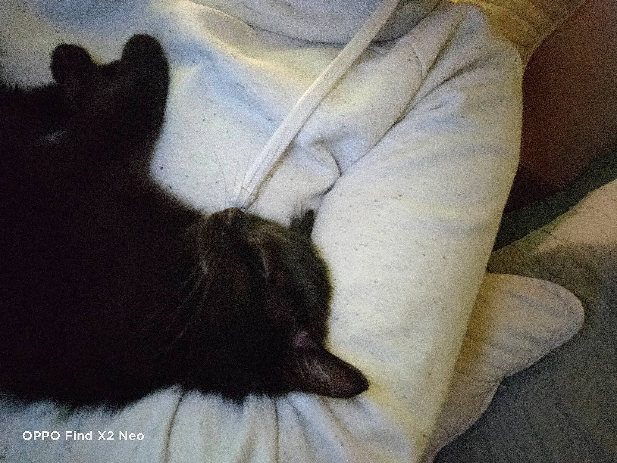 Sweety a rejoint le concours — aidez-le/la à gagner de superbes lots ! black_cat, bombay, carnivore, cat, comfort, companion_dog, dog_breed, domestic_short_haired_cat, felidae, fur, gesture, human_leg, linens, paw, small_to_medium_sized_cats, snout, tail, textile, tints_and_shades, whiskers