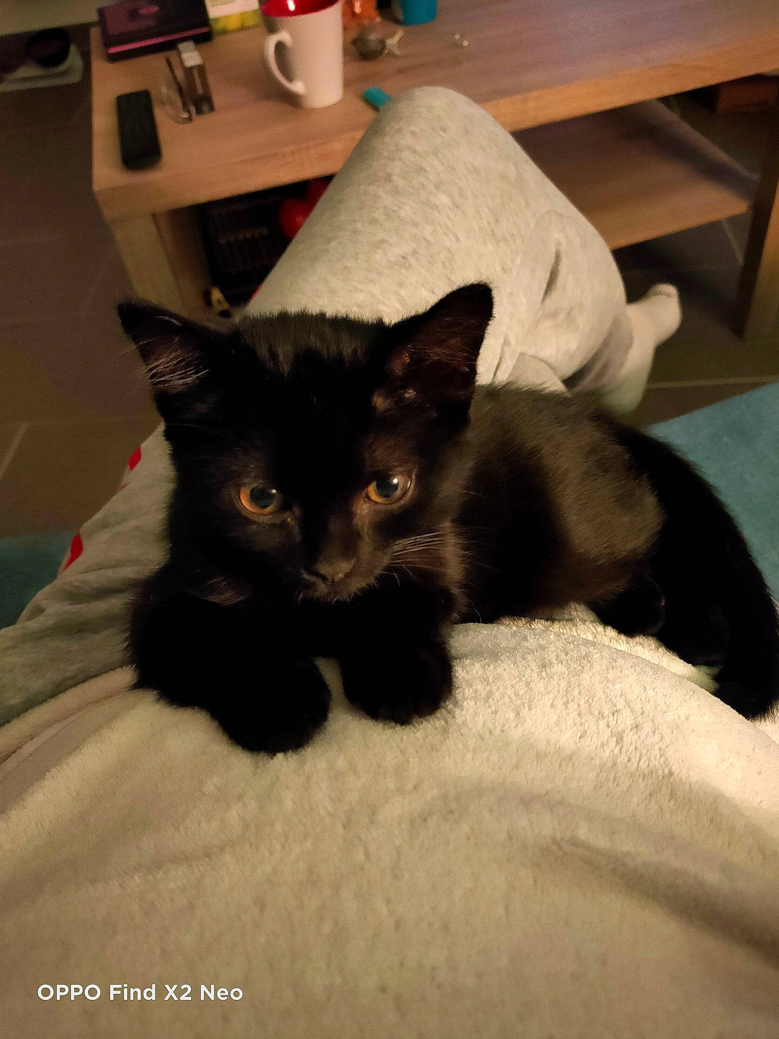 Sweety participe au concours pour gagner de l'argent avec cette photo : bed, black_cat, bombay, box, carnivore, cat, chair, claw, comfort, domestic_short_haired_cat, felidae, fur, grey, hardwood, linens, mug, room, small_to_medium_sized_cats, tail, whiskers