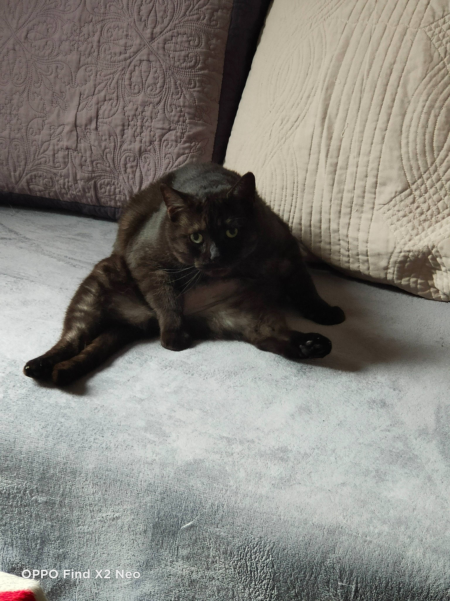 Mystère participe au concours pour gagner de l'argent avec cette photo : black_cat, carnivore, cat, claw, comfort, domestic_short_haired_cat, felidae, floor, flooring, fur, grey, human_leg, plant, road_surface, small_to_medium_sized_cats, snout, tail, terrestrial_animal, tints_and_shades, whiskers