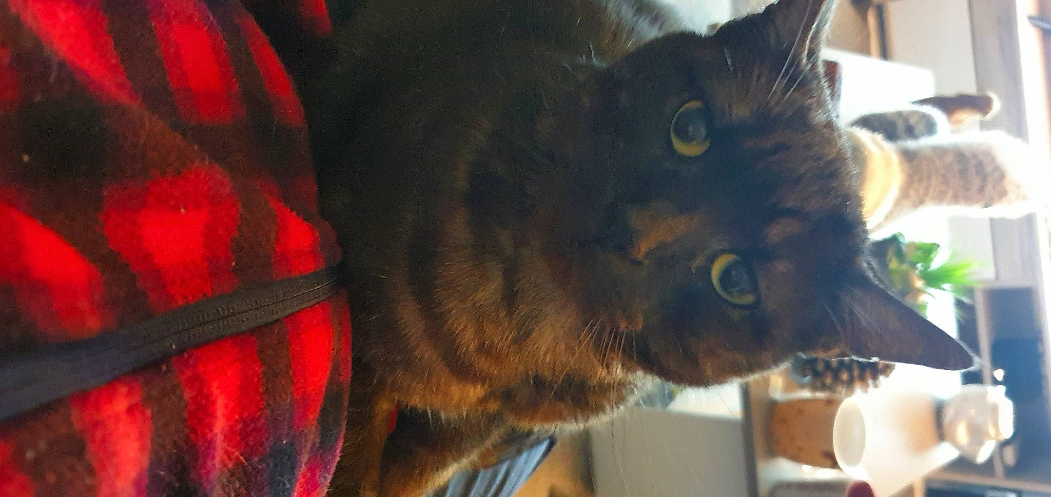 Mystère participe au concours pour gagner de l'argent avec cette photo : black_cat, carnivore, cat, domestic_short_haired_cat, ear, felidae, fur, pattern, plaid, small_to_medium_sized_cats, snout, tail, tartan, terrestrial_animal, whiskers, wildlife, window