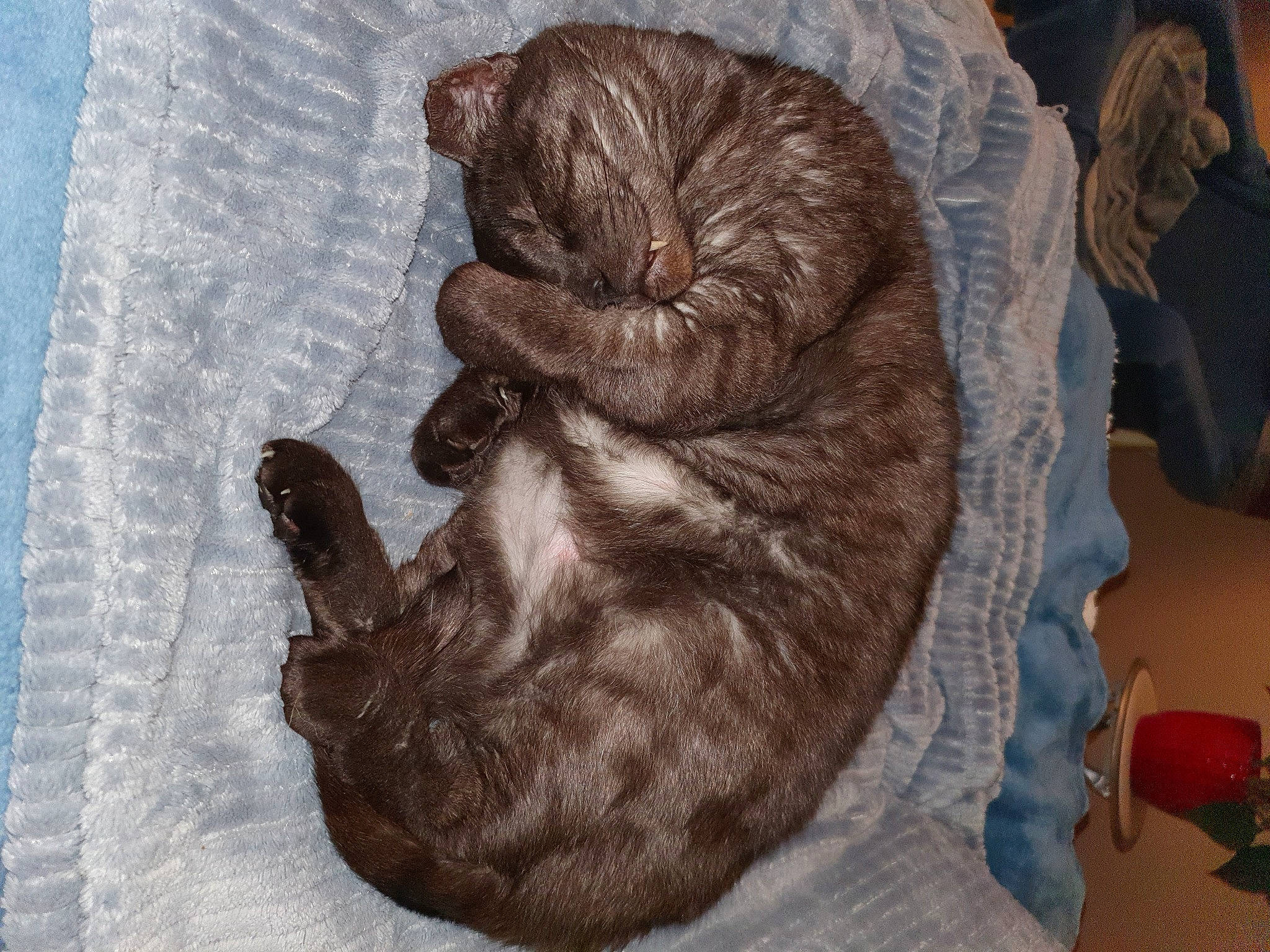 Mystère participe au concours pour gagner de l'argent avec cette photo : black_cat, bombay, carnivore, cat, claw, comfort, dog_breed, domestic_short_haired_cat, ear, fawn, felidae, fur, grey, liver, small_to_medium_sized_cats, snout, sporting_group, tail, textile, whiskers