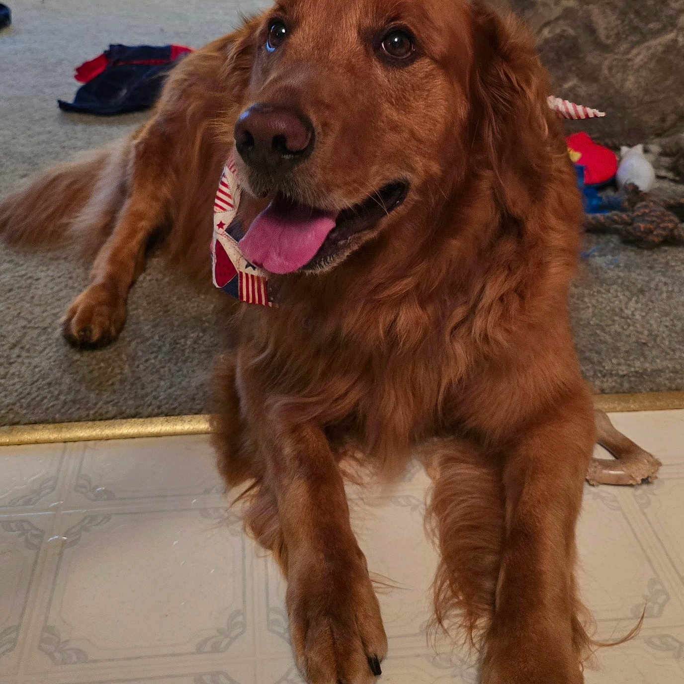 Oliver joined the competition — help win amazing prizes! animal, bandana, brown, canine, carpet, companion, cozy, dog, floor, fur, golden_retriever, happy, household, indoor, laying_down, mammal, pet, relaxed, tongue_out, toy