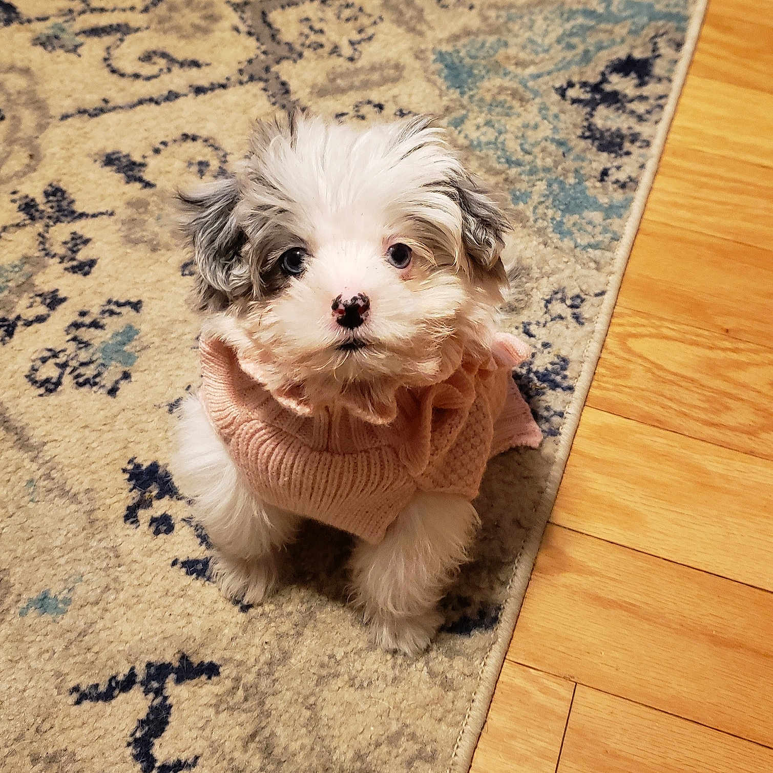 Winnie joined the competition — help win amazing prizes! affenpinscher, animal, canine, clothing, cockerspaniel, dog, hardwood, homedecor, hound, knitwear, papillon, pet, poodle, puppy, rug, sphere, sweater, terrier, whitedog, wood