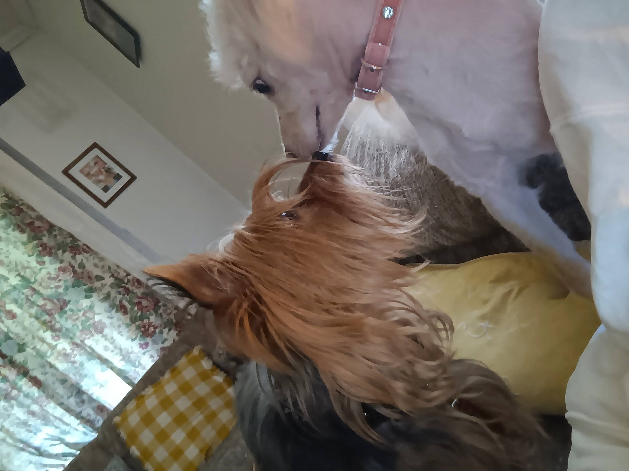 Crimson is registered to the contest to win money with this photo: canidae, carnivore, comfort, companion_dog, dog, dog_breed, ear, fawn, felidae, flooring, fur, gesture, hair, liver, long_hair, snout, sporting_group, textile, whiskers, wood