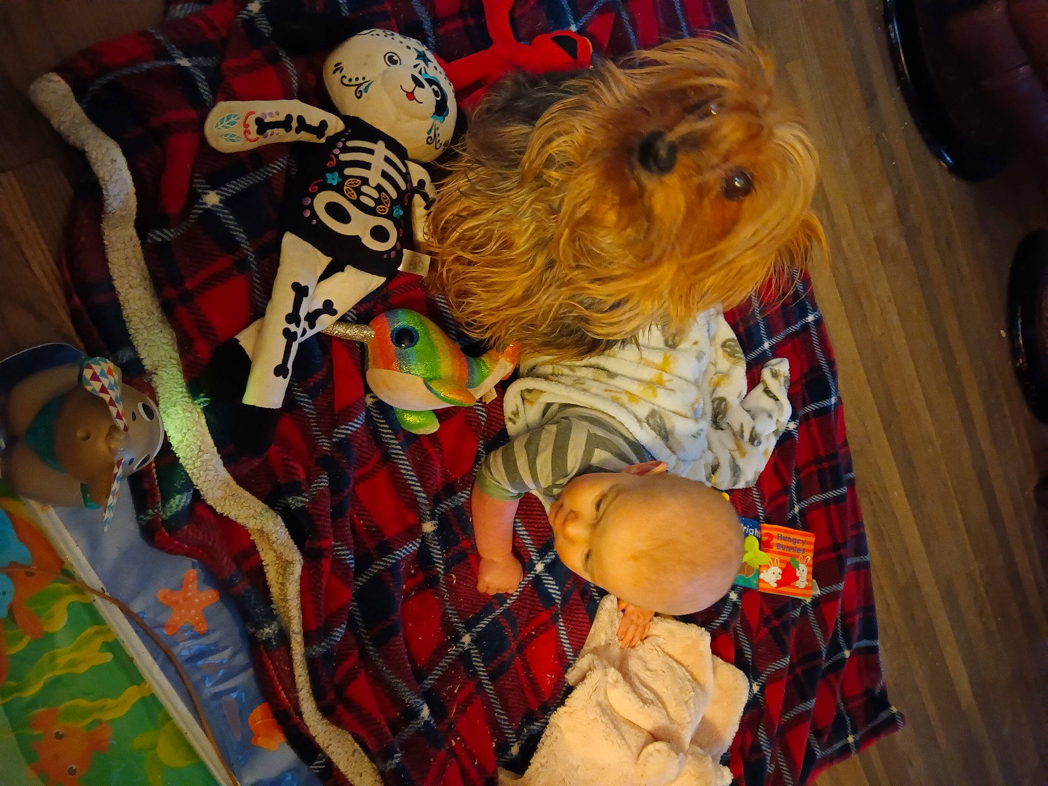 Crimson joined the competition — help win amazing prizes! baby, child, companion_dog, dog_breed, dog_clothes, event, flooring, fun, fur, hat, pattern, plaid, room, stuffed_toy, tartan, toddler, toy, toy_dog, visual_arts, wood