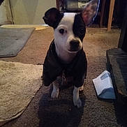 Sweetpea is registered to the contest to win money with this photo: dog, black_and_white, jacket, carpet, indoor, floor, pet, animal, small_dog, furniture, rug, curious, ears, domestic, cute, canine, portrait, household, companion, sitting