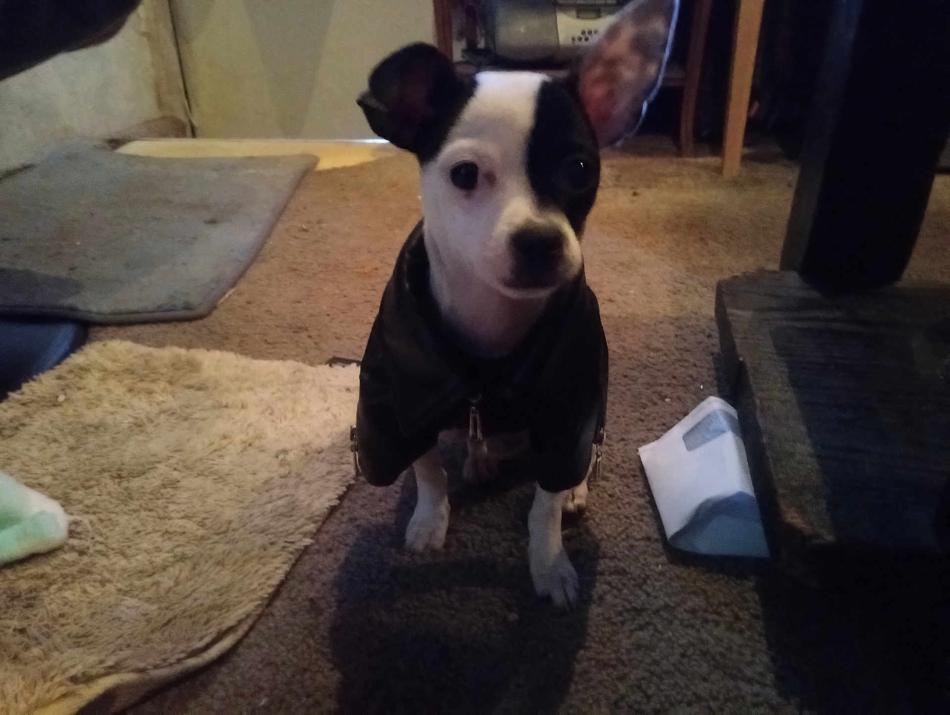 Sweetpea is registered to the contest to win money with this photo: dog, black_and_white, jacket, carpet, indoor, floor, pet, animal, small_dog, furniture, rug, curious, ears, domestic, cute, canine, portrait, household, companion, sitting