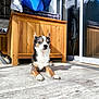 animal, companion, cushions, dog, door, eyes_closed, flooring, fur, glass, outdoor, pet, reflection, relaxed, shadow, small_dog, sunlight, sunny, tri_color, wooden_cabinet, wooden_floor