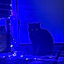 ambient_light, animal, black_cat, blue_light, carpet, cat, cozy, dark, fairy_lights, feline, glowing_eyes, home, indoor, low_light, mystery, pets, quiet, shadow, silhouette, still_life