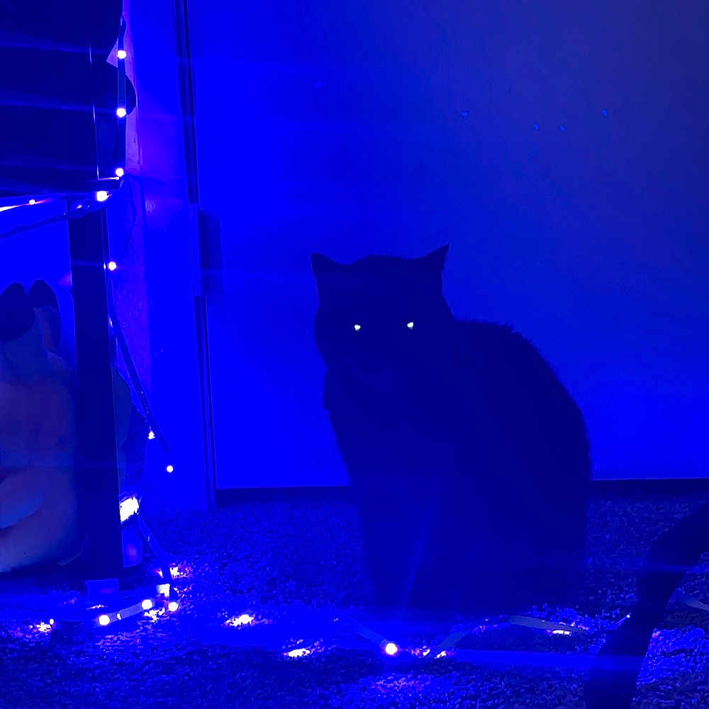 Pixie Evil Kitty joined the competition — help win amazing prizes! ambient_light, animal, black_cat, blue_light, carpet, cat, cozy, dark, fairy_lights, feline, glowing_eyes, home, indoor, low_light, mystery, pets, quiet, shadow, silhouette, still_life