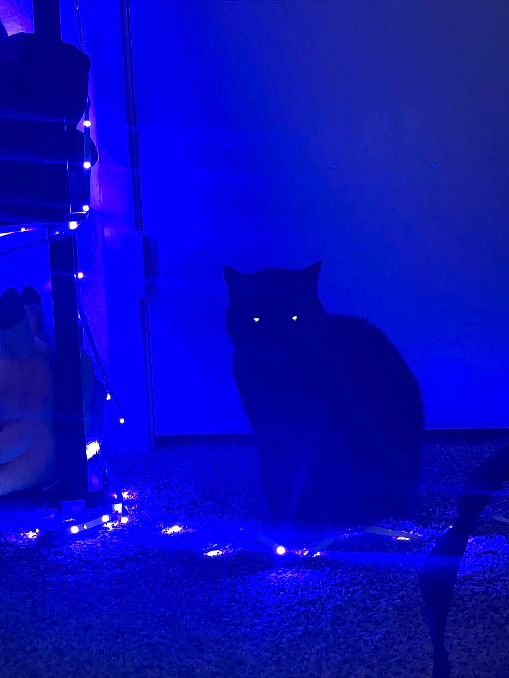 Pixie Evil Kitty joined the competition — help win amazing prizes! ambient_light, animal, black_cat, blue_light, carpet, cat, cozy, dark, fairy_lights, feline, glowing_eyes, home, indoor, low_light, mystery, pets, quiet, shadow, silhouette, still_life